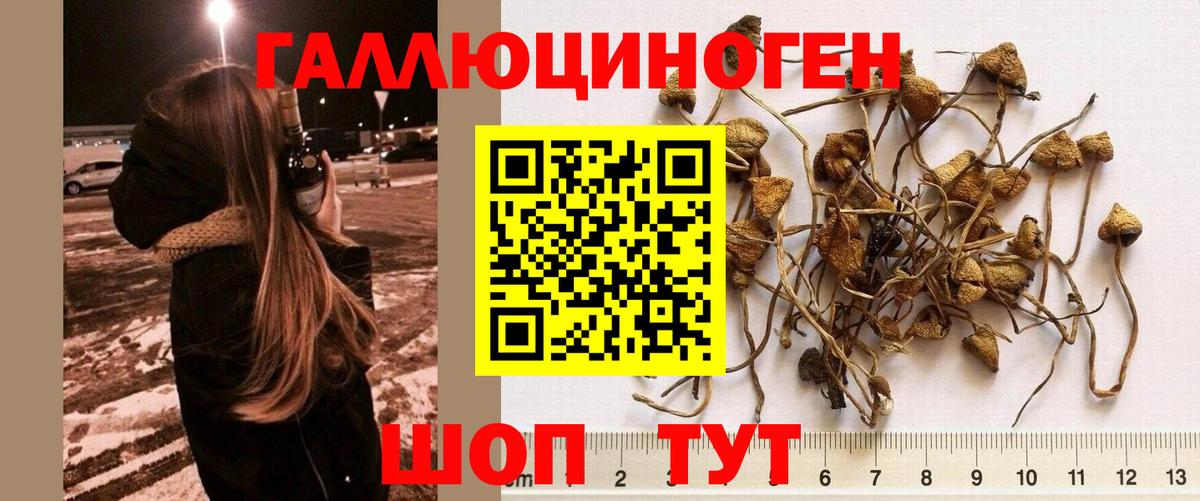 Псилоцибиновые грибы мицелий  Вход с VPN  где найти   Абинск 